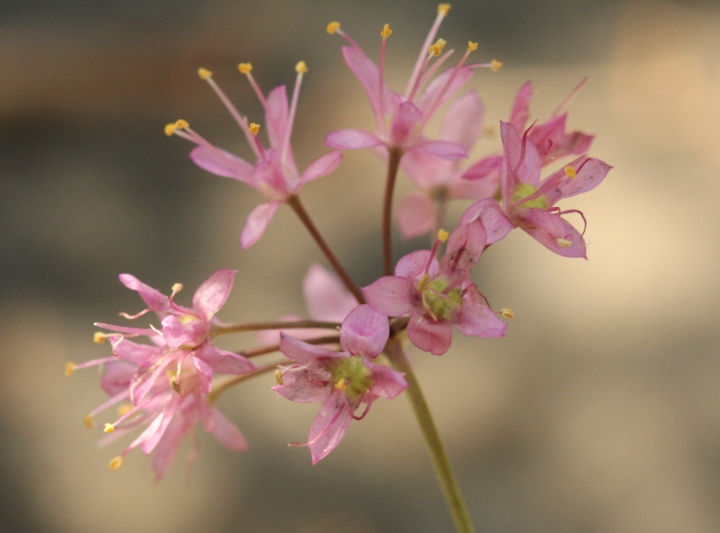 Nodding Onion